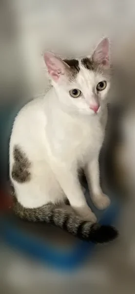 Пропала кошка, Район Курортный (г Санкт-Петербург), Кавалерийская, Курортный район — белый, зелёные глаза, 1 год 10 месяцев - photo