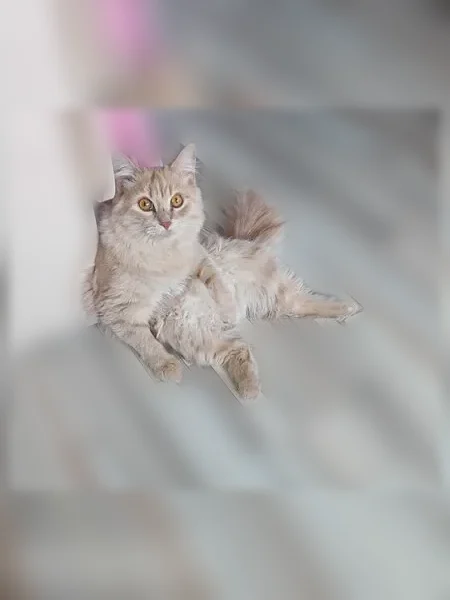 Пропала кошка, Мира, д. 70, Сыктывкар — очень ласковая, кличка Масена - photo
