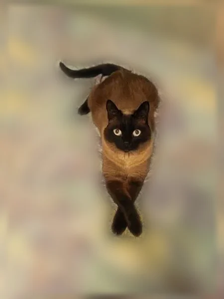 Пропала кошка, Рождественская, Барнаул — кот домашний, на улице не бывает - photo