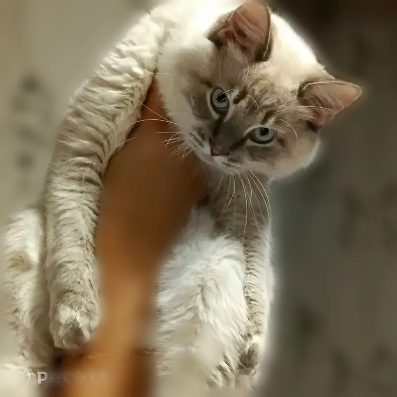 Пропала кошка, Сальск, Тургенева, Сальск — молодой пушистый кот - photo