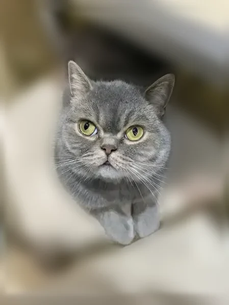 Пропала кошка, Сальск, Волкова, д. 31, Сальск — серый окрас, зелёный ошейник - photo