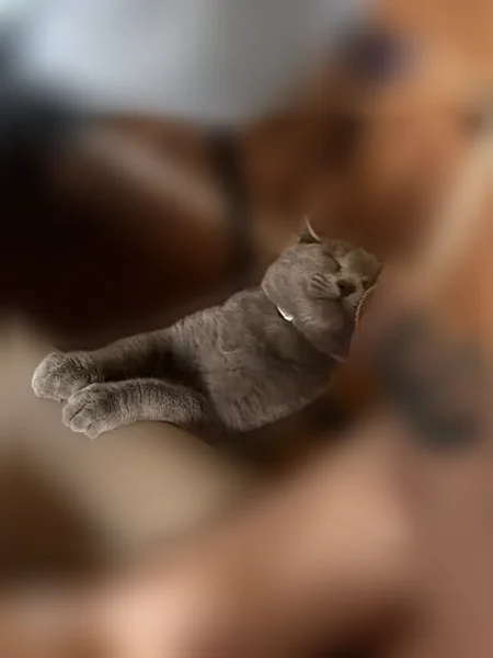 Пропала кошка, Космонавтов, д. 9, Рязань — серый кот с голубо-синим ошейником от блох - photo