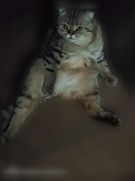 Пропала кошка, Симферополь — черепаший окрас - photo