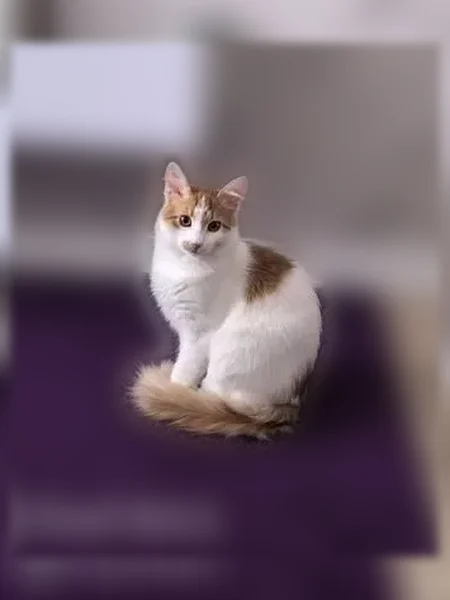 Пропала кошка, Великие Луки, Вокзальная, д. 30 к1 — бело-рыжий кот - photo