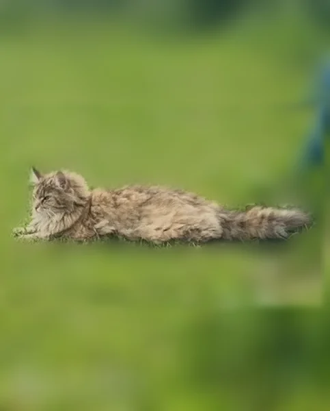 Пропала кошка, Отрадное, Дружбы, д. 3, Отрадное — выпрыгнула с балкона, в ошейнике с кулоном - photo