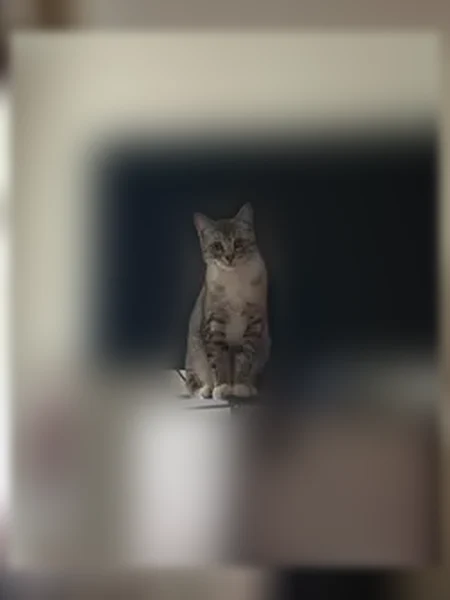 Пропала кошка, Шарохина, д. 42, Данилов — светло-серый котик, выпал с 3 этажа - photo