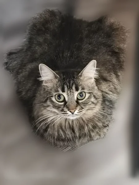 Пропала кошка, Шарья, Ивана Шатрова, д. 41а — полосатая, упитанная - photo