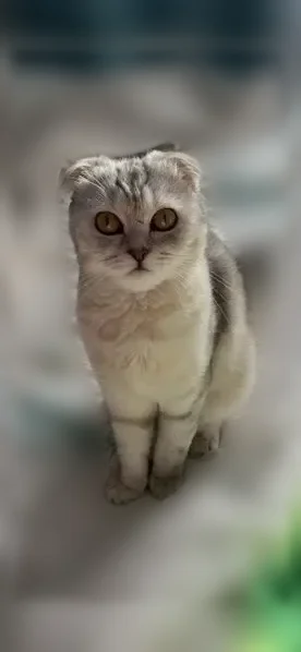 Пропала кошка, Район Октябрьский (г Уфа), Уфа — шотландская, с короткими лапами - photo