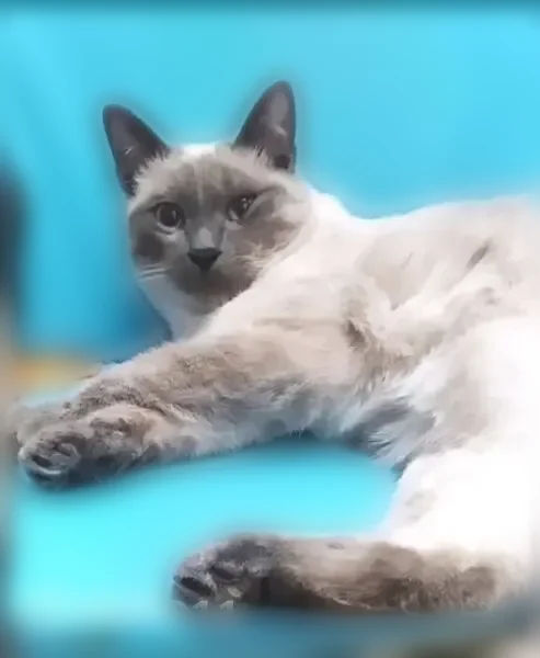 Пропала кошка, Село Зеленец, 2-й, д. 22, Зеленец — домашний, спокойный, ласковый - photo