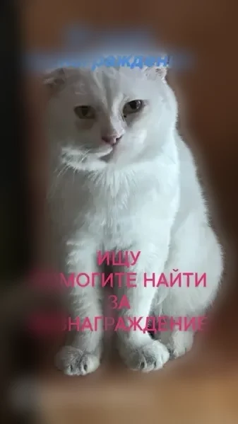 Пропала кошка, Севрюкова, д. 29, Ставрополь — белый вислоухий кот - photo