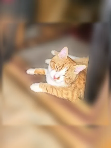Пропала кошка, Деревня Короедово, Любимая — рыжая, около 1 года - photo