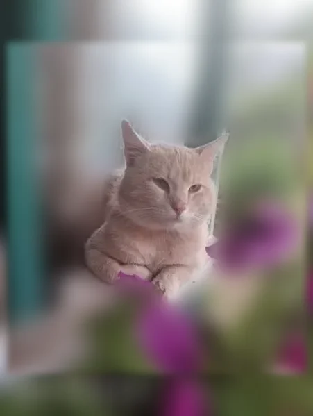 Пропала кошка, Бородина, Сальск — рыжий кот с голубым ошейником - photo