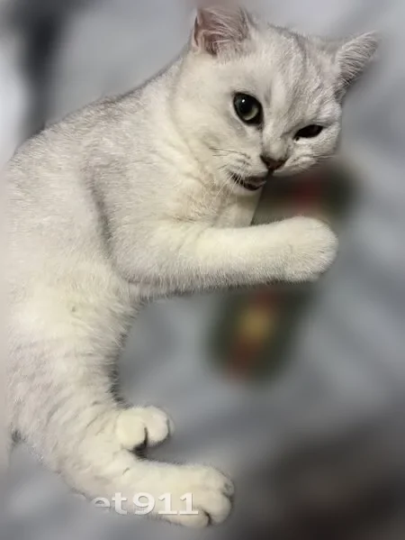 Пропала кошка, Деревня Жуковка, Оса — британская шиншилла, 1 год - photo