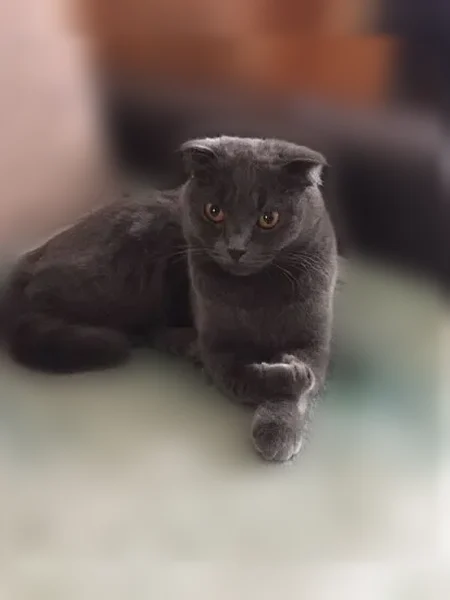 Пропала кошка, Иркутск, Цимлянская, д. 17 — шотландка вислоухая, 9 лет - photo