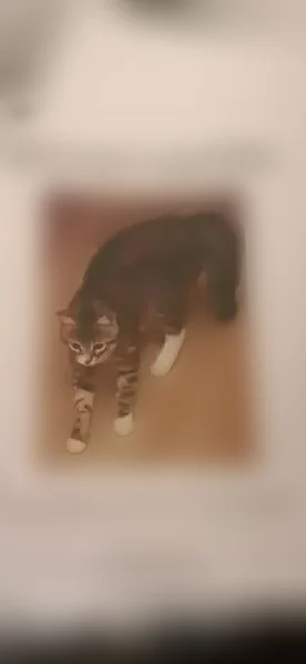 Пропала кошка, Москва, Адмирала Лазарева, д. 30 1 — пугливая - photo