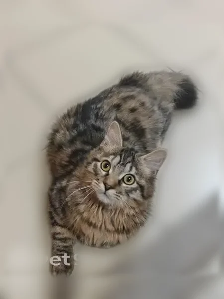 Пропала кошка, Барнаул, Малахова, д. 1, Барнаул — котику 11 месяцев - photo