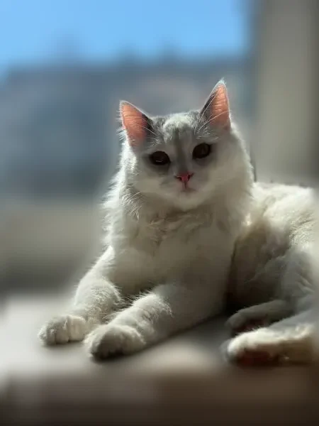 Пропала кошка, Челябинск, Косарева, д. 50 — белый, серые пятна, длинношёрстная - photo