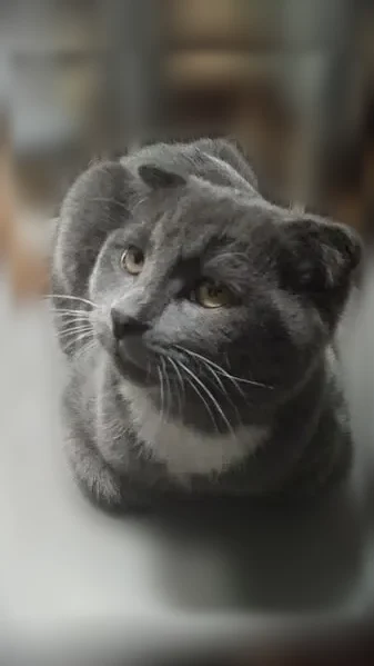 Пропала кошка, Строитель, Мичурина, Строитель — частично белые лапки - photo