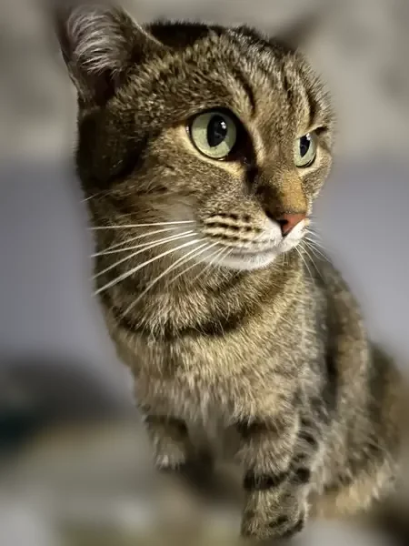 Пропала кошка, Мегион, Пионерская, д. 19/1 — выпал с окна, 4 этаж - photo