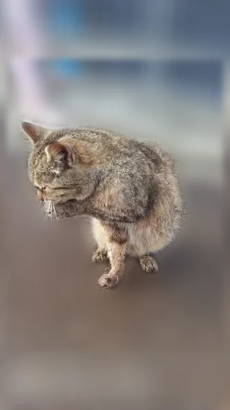 Найдена кошка, Село Красноусольский, Салавата Юлаева, Красноусольский — маленькая, трясётся у магазина - photo