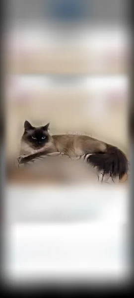 Пропала кошка, Фрунзе, Малоярославец — серая, домашняя, с коричневыми лапками - photo