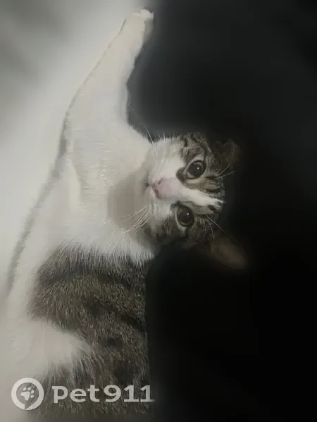 Пропала кошка, Элиста, 1, Элиста — зелёные глаза, розовые подушечки лап, чёрные полосочки на хвосте - photo
