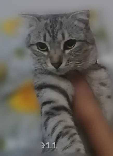 Пропала кошка, Шахты, Савицкого, д. 1, Шахты — светло-серая с полосками - photo