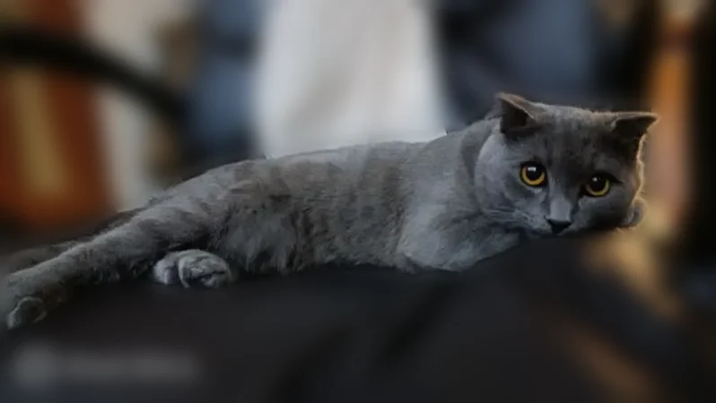 Пропала кошка, Барнаул, Воровского, Барнаул — короткошерстная, плотная, коренастая - photo