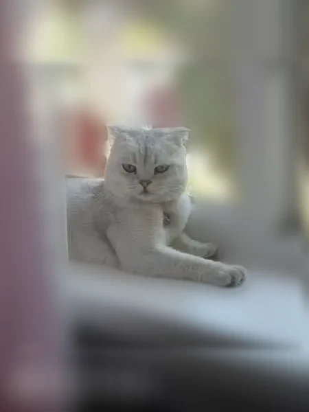 Пропала кошка, Красноармейская, Сочи - photo