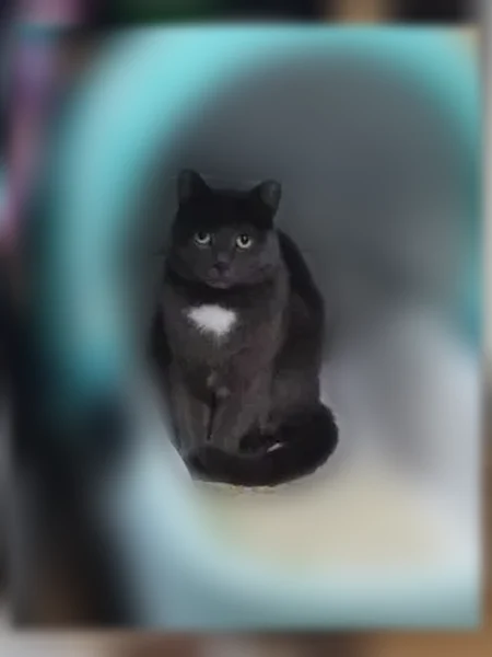 Пропала кошка, Орджоникидзе, Уфа — серо-голубая, пятнышки белые на горлышке и подмышками - photo