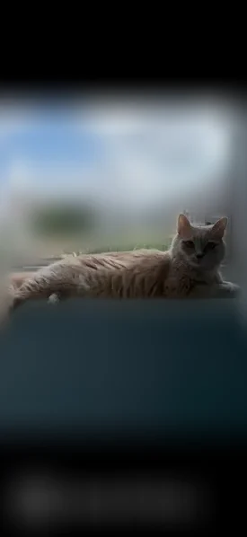 Пропала кошка, им. Котовского, д. 84, Краснодар — светло-рыжая, пугливая - photo