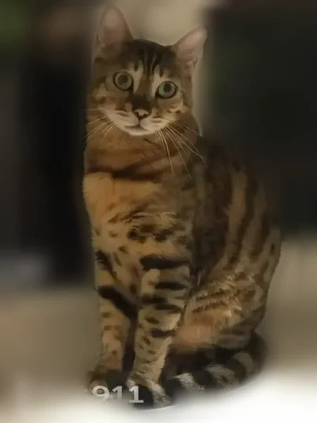 Пропала кошка — бенгальский кот, Липецк - photo