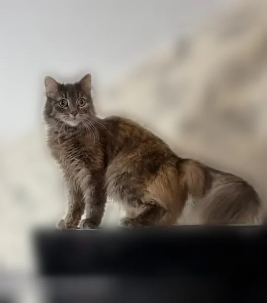 Пропала кошка, Сланцы, Грибоедова, д. 20, Сланцы — не крупная, пушистая - photo