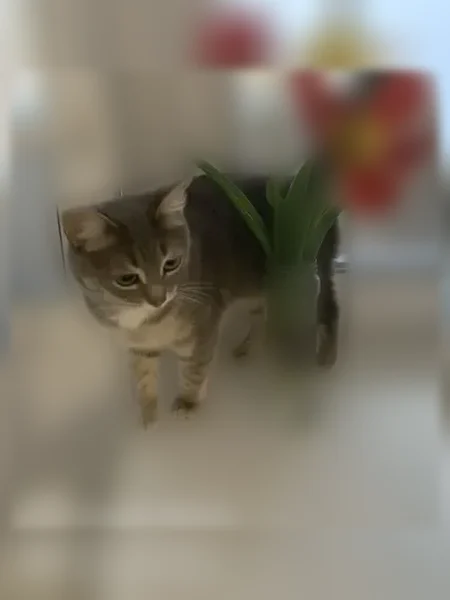Пропала кошка, Казань — серого цвета, 2 года, утром видели у дома 15 - photo