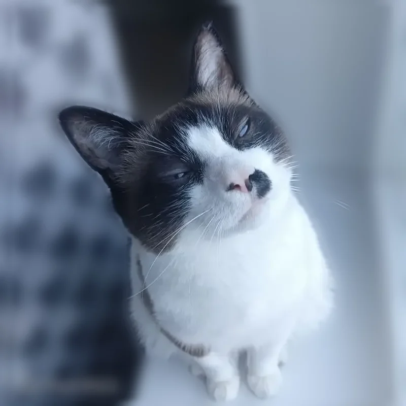 Пропала кошка, Рудная, д. 29, Норильск — кот Кадзума, очень пугливый - photo