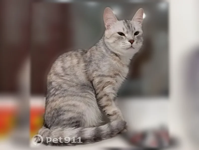 Пропала кошка, Энгельс — кличка Муся, серый полосатый окрас - photo