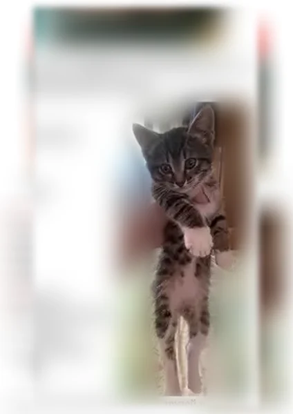 Пропала кошка, Чудовская, д. 2а, Великий Новгород — полосатый котёнок, 3 месяца - photo