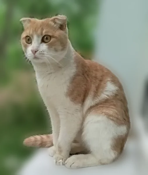 Пропала кошка, Жуковского, Ульяновск — вислоухие ушки, рыже-белая мордочка - photo