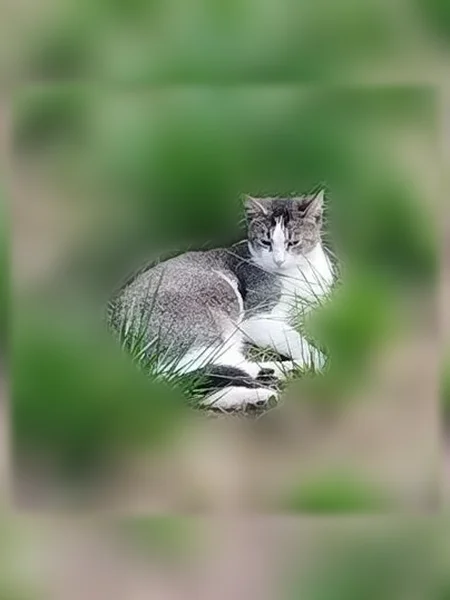 Пропала кошка, Поселок Ленинское, Солнечная поляна, д. 25, Ленинское — кастрирован, яркие глаза, как подведены чёрным карандашом - photo