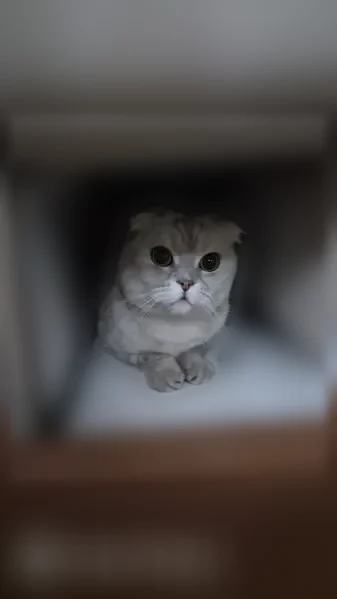 Найдена кошка, Москва, Николоямская, д. 45 1 — шотландская вислоухая, домашняя, ухоженная - photo