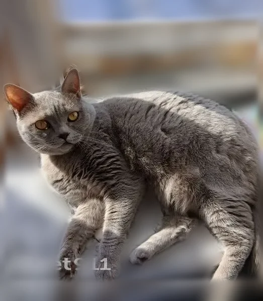 Пропала кошка, Пестово, Боровичская, д. 89а — серая, с ошейником - photo