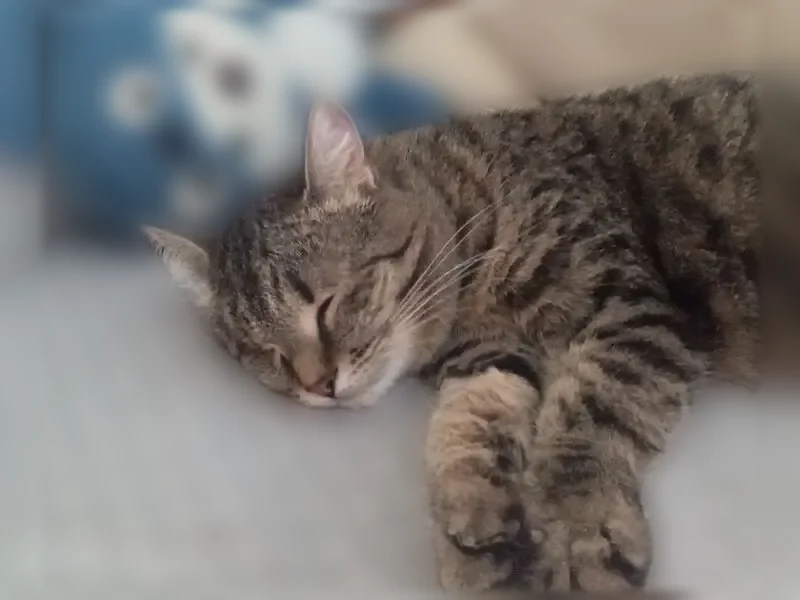 Пропала кошка, Сибай, Нуриманова, д. 18 — коричневая полосатая, без левого глаза - photo