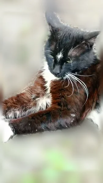 Найдена кошка, Нижний Новгород, Ленина — чёрно-белая, ласковая, громко мурчит - photo