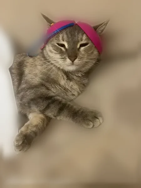 Пропала кошка, Казань, Магаданская, д. 18А — 4 года - photo