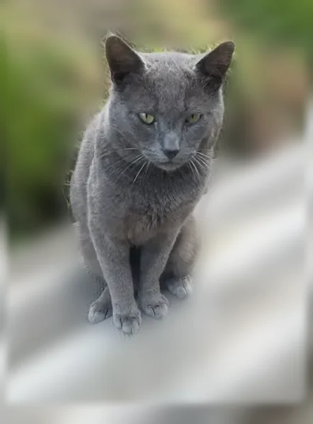 Пропала кошка, Сочи — зелёные глаза, живот слегка побрит - photo