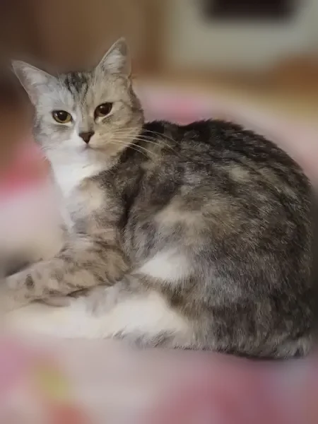 Пропала кошка, Казань, Юлиуса Фучика, д. 36 — выпала из окна 24.06 - photo