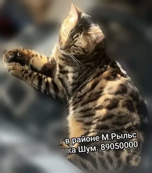 Пропала кошка, Уфа, Максима Рыльского, д. 12/1 — бенгал - photo