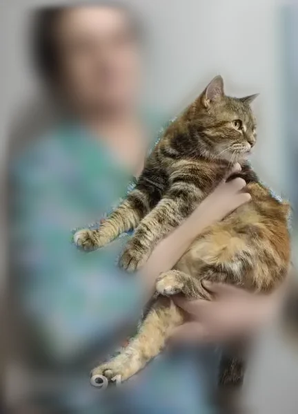 Пропала кошка, станция Липецк, Липецк — бенгальская, 8 лет, в ярком разноцветном ошейнике - photo