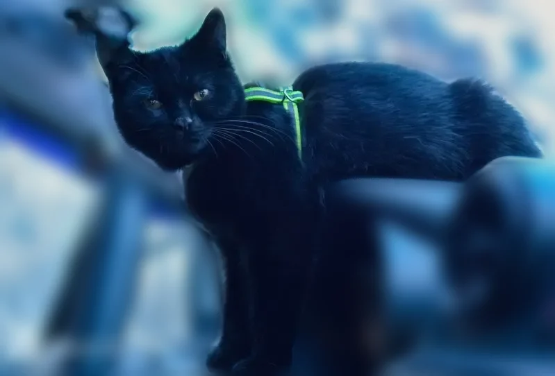 Пропала кошка, Абакан, Аскизская, д. 105 — полностью чёрная, жёлтые глазки - photo