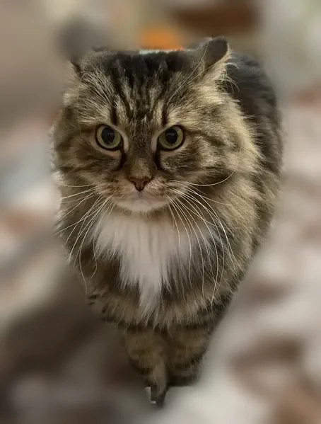 Пропала кошка, Златоуст, им. А.С.Пушкина, Златоуст — длинношерстная, полосатая, с белой грудкой - photo